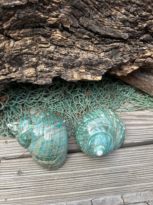 Large Polished Jade Turbo Shell