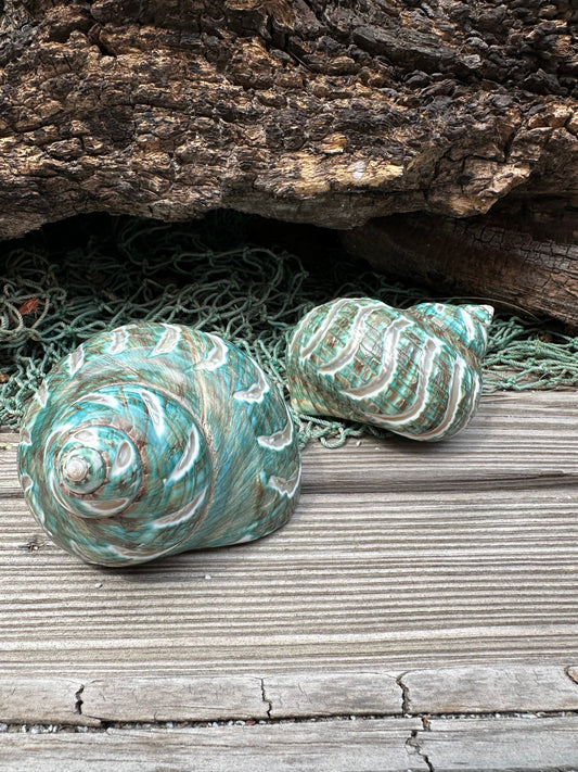 Large Carved Polished Jade Turbo Shell