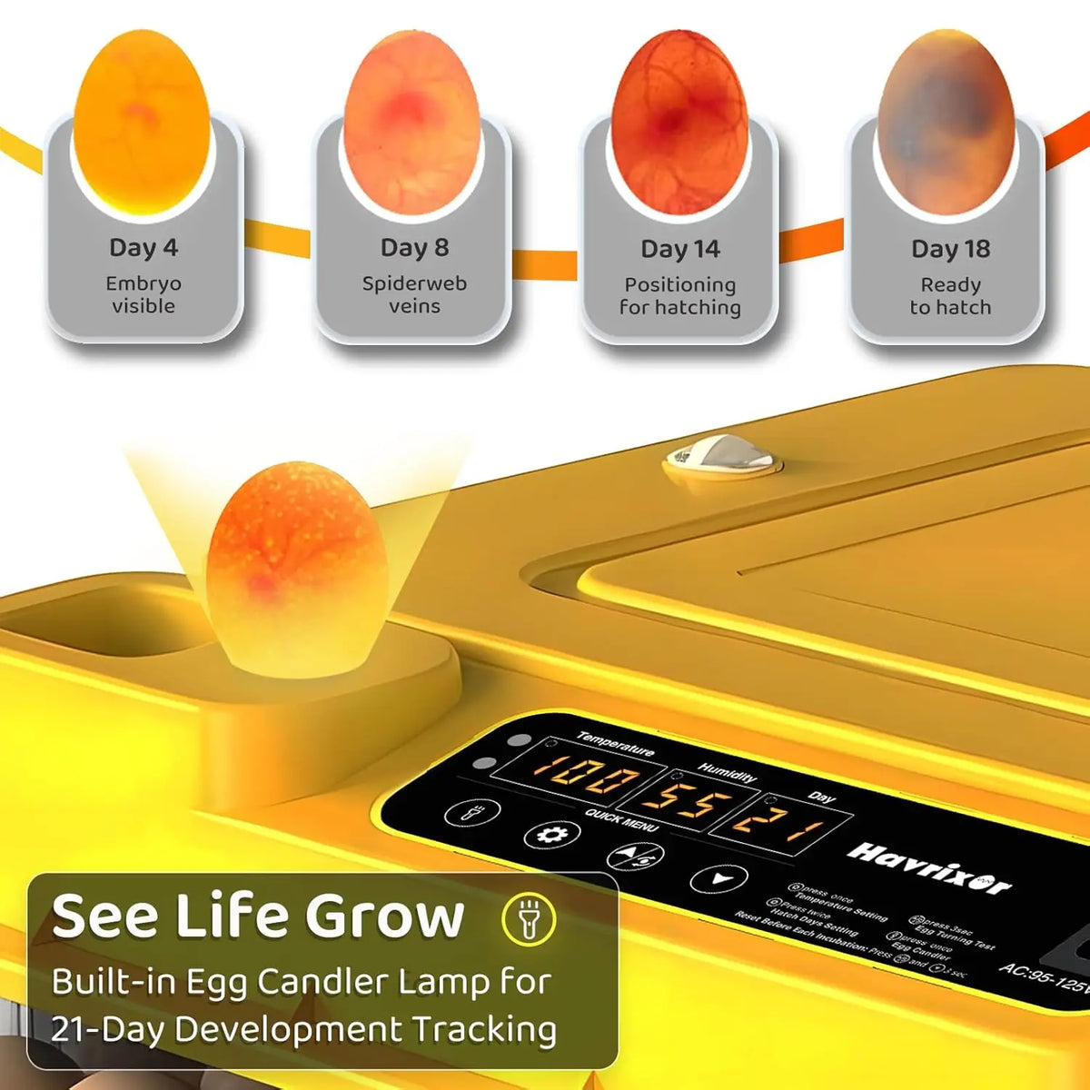 36-216 Egg Incubator for Hatching Eggs, Fully Automatic