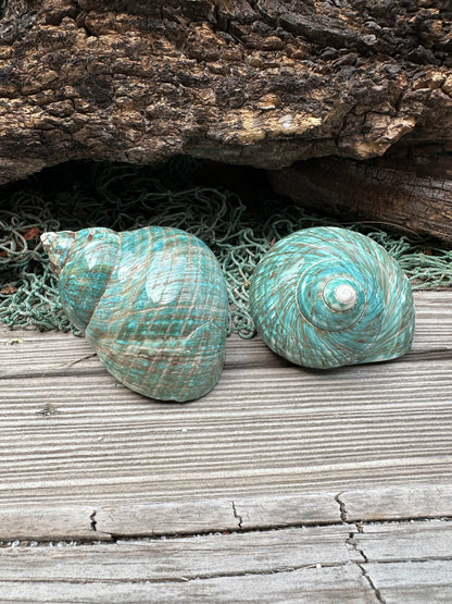 Large Polished Jade Turbo Shell