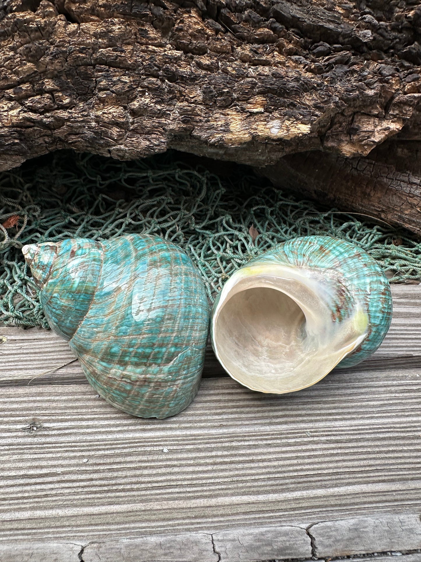 Large Polished Jade Turbo Shell