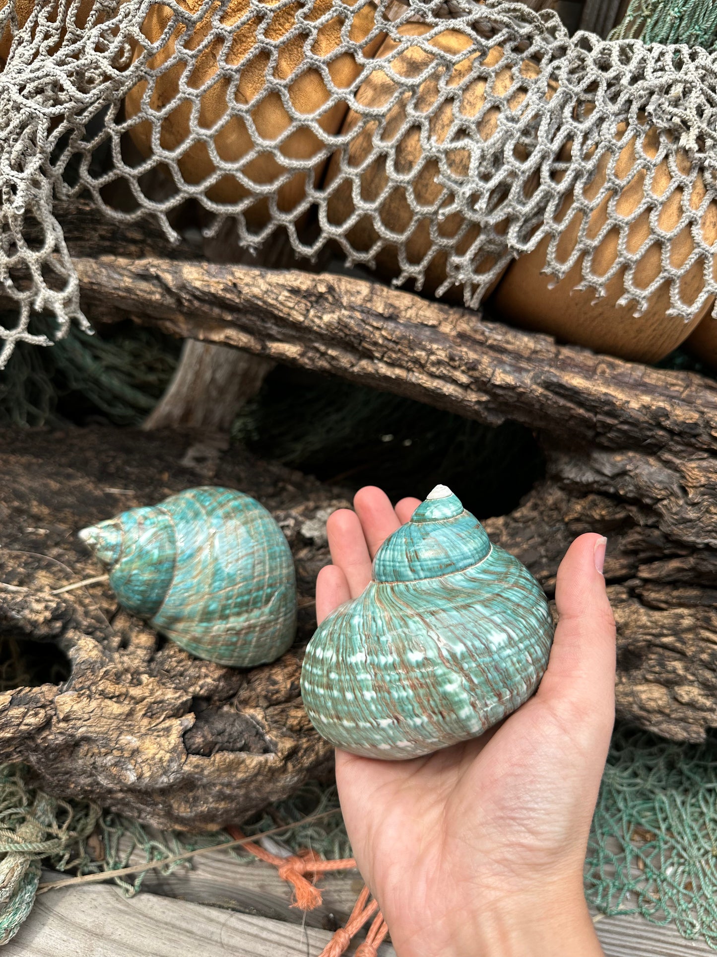Large Polished Jade Turbo Shell