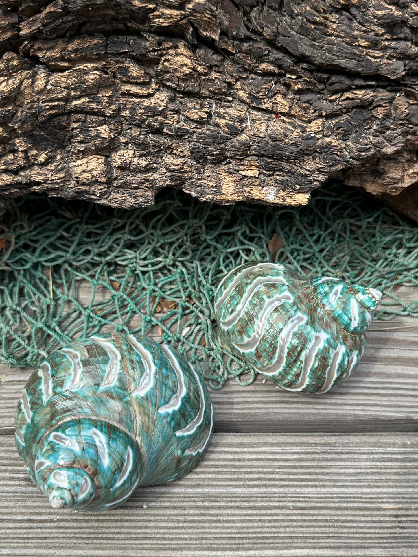 Large Carved Polished Jade Turbo Shell