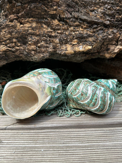 Large Carved Polished Jade Turbo Shell