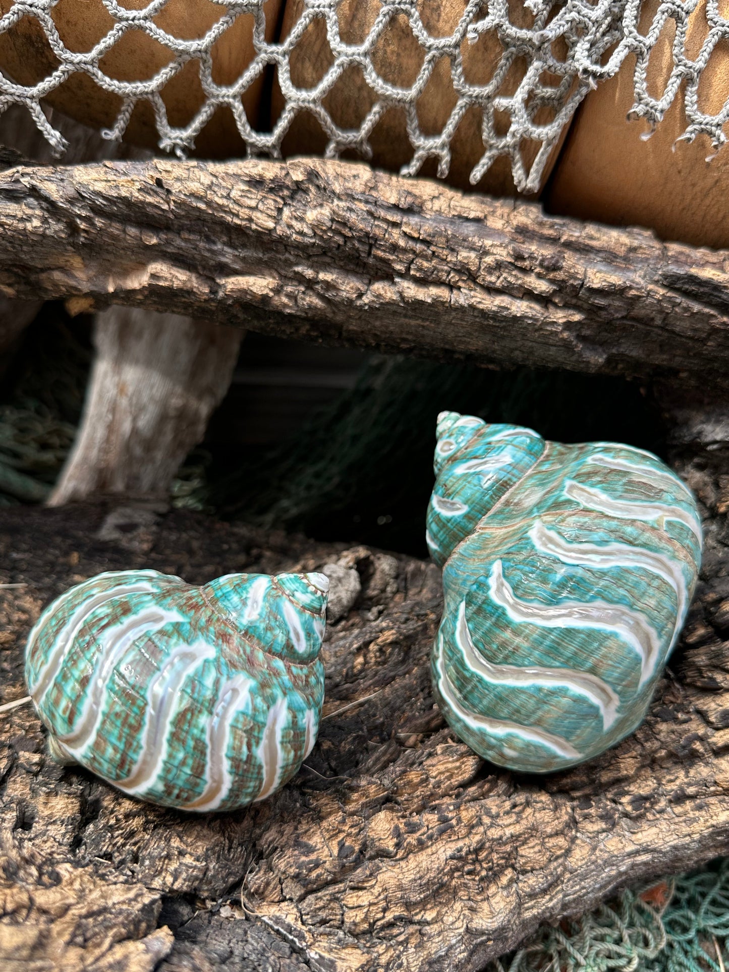 Large Carved Polished Jade Turbo Shell