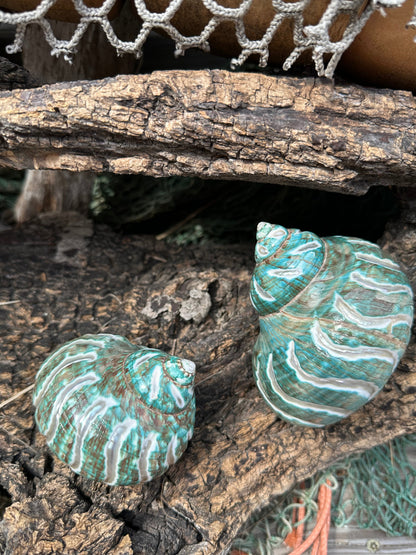Large Carved Polished Jade Turbo Shell