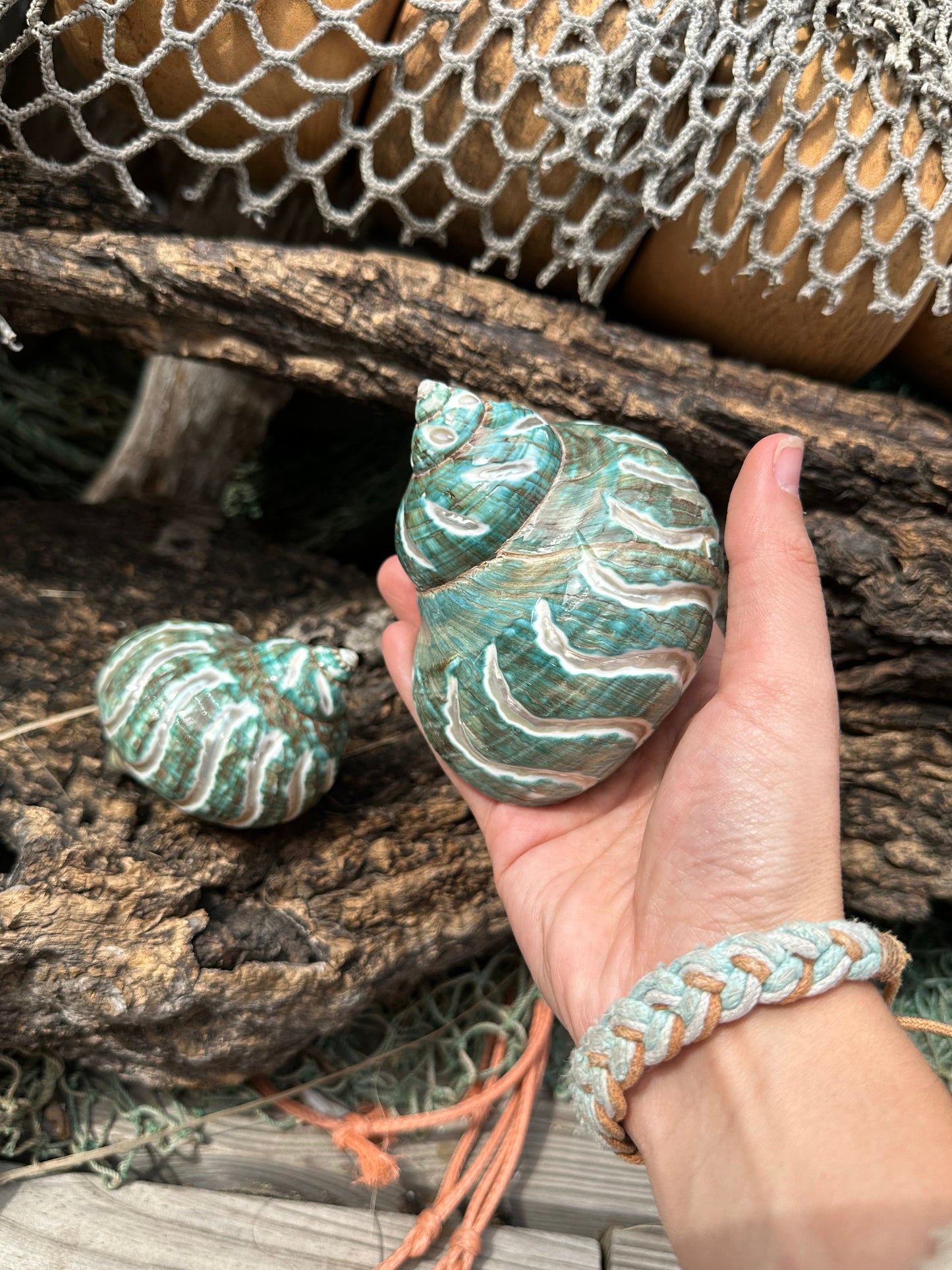 Large Carved Polished Jade Turbo Shell