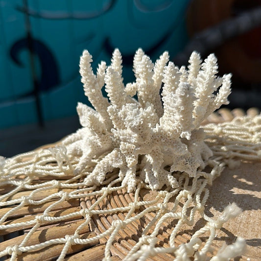 Vintage White Coral Specimen - Coastal Home Decor