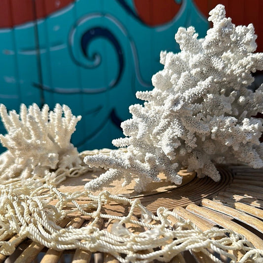 Vintage White Coral Specimen - Coastal Home Decor