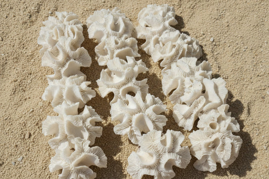 Vintage Open Brain Coral Specimen - Coastal Decorative Accent
