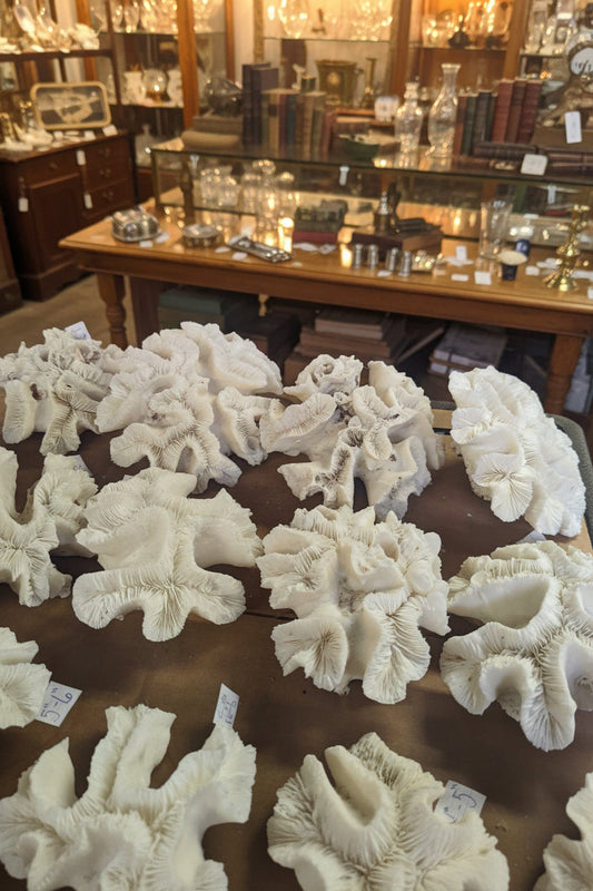 Vintage Open Brain Coral Specimen - Coastal Decorative Accent