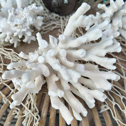 Vintage Pacific Elkhorn Coral Specimen - Coastal Home Decor