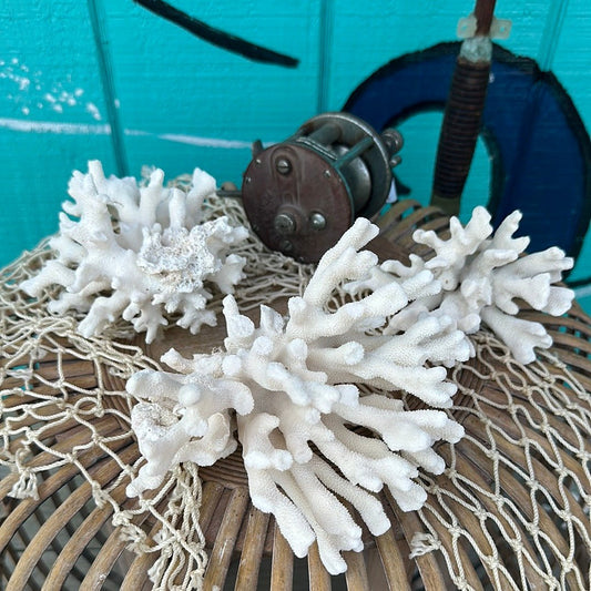 Vintage Pacific Elkhorn Coral Specimen - Coastal Home Decor