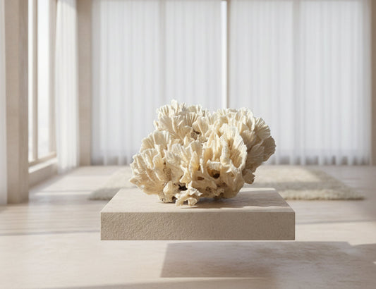 Vintage Rugosa Coral Specimen - Coastal Home Decor