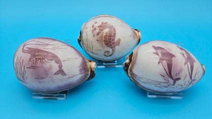 Dolphin, Seahorse, or Shrimp Design Options Carved Cowrie Shell Display 3.5"