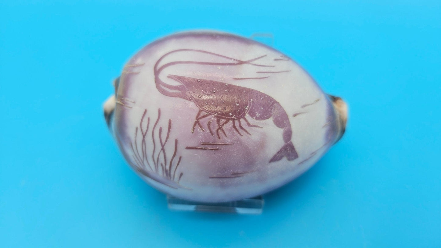 Dolphin, Seahorse, or Shrimp Design Options Carved Cowrie Shell Display 3.5"