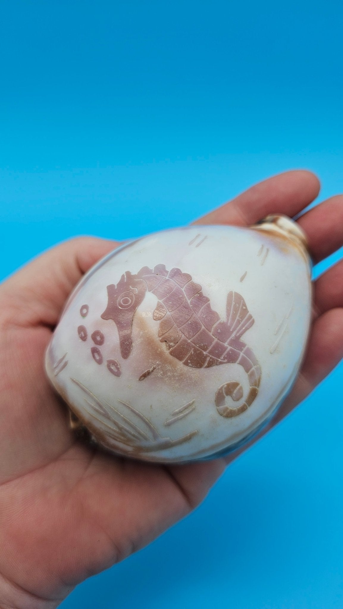 Dolphin, Seahorse, or Shrimp Design Options Carved Cowrie Shell Display 3.5"