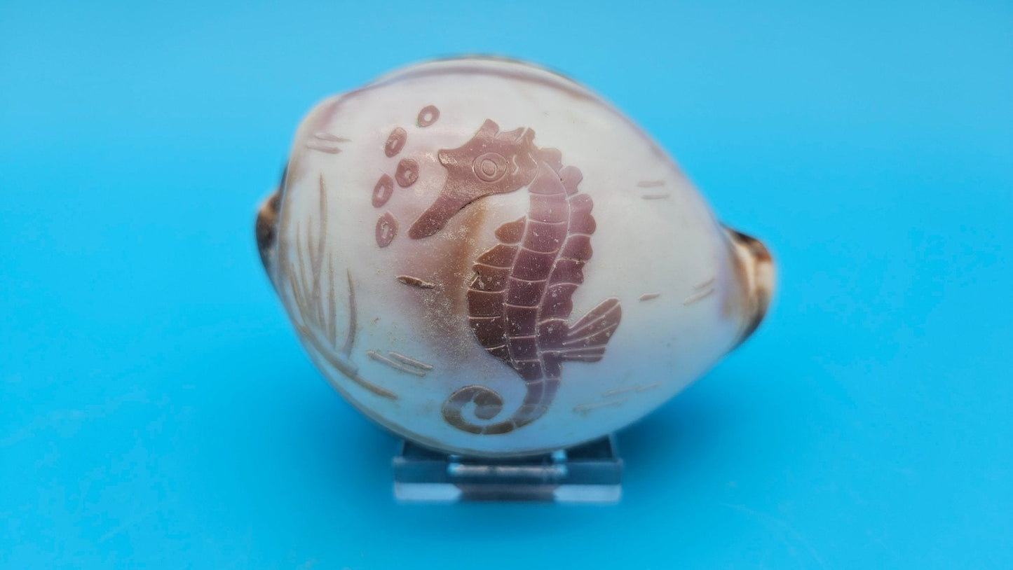 Dolphin, Seahorse, or Shrimp Design Options Carved Cowrie Shell Display 3.5"
