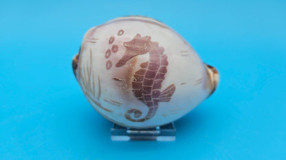 Dolphin, Seahorse, or Shrimp Design Options Carved Cowrie Shell Display 3.5"