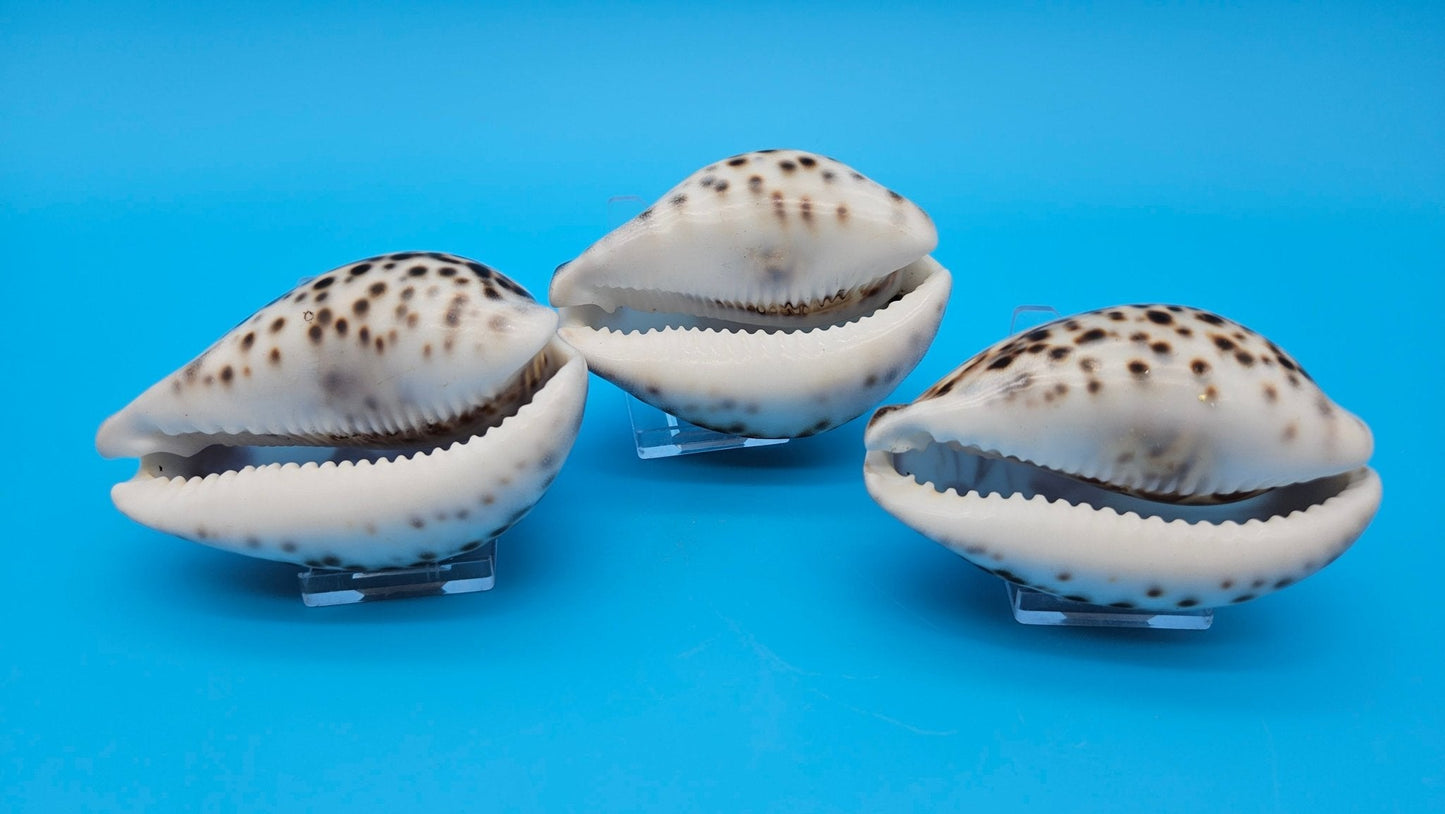 Dolphin, Seahorse, or Shrimp Design Options Carved Cowrie Shell Display 3.5"