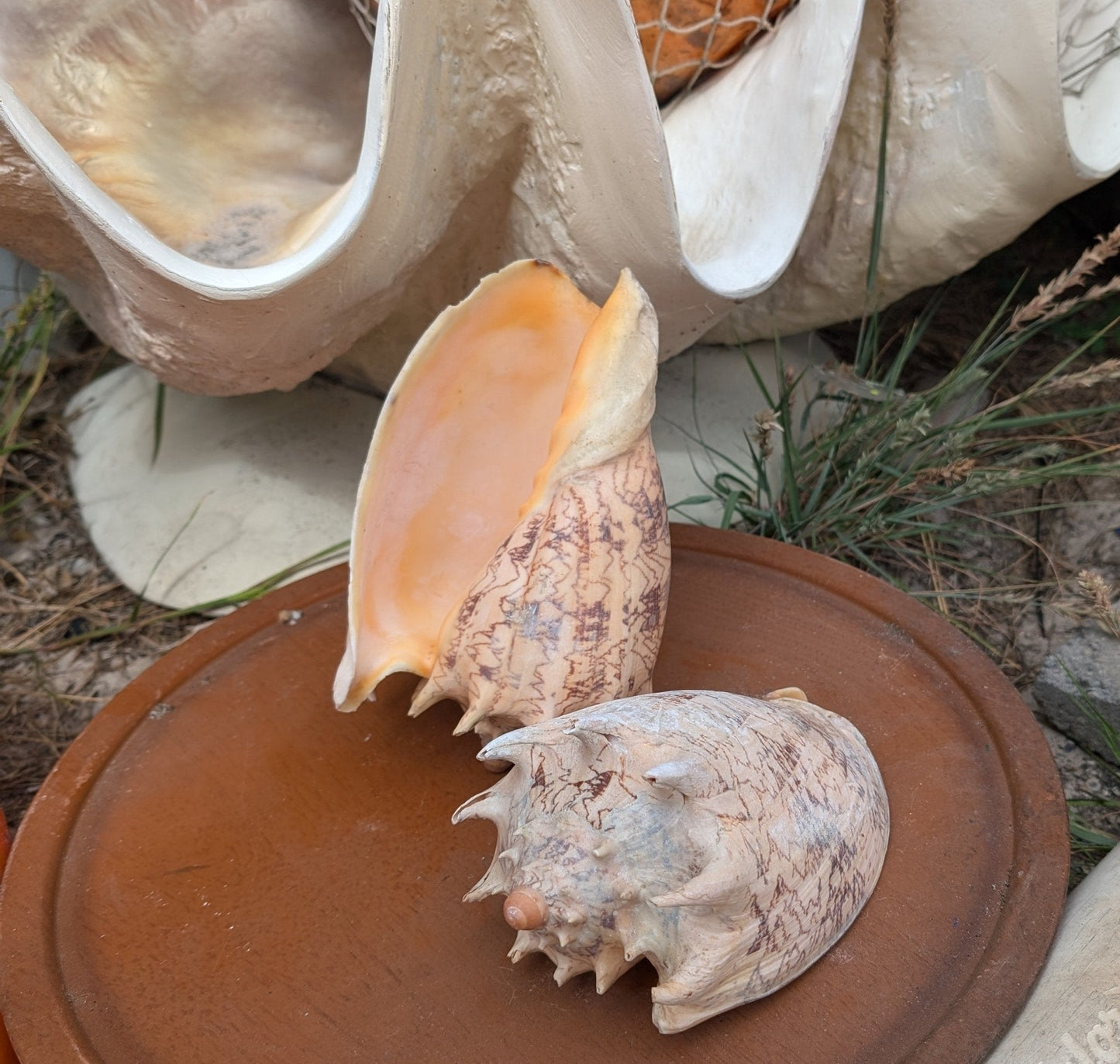 Imperial Volute Conch Shell Cymbiola imperialis