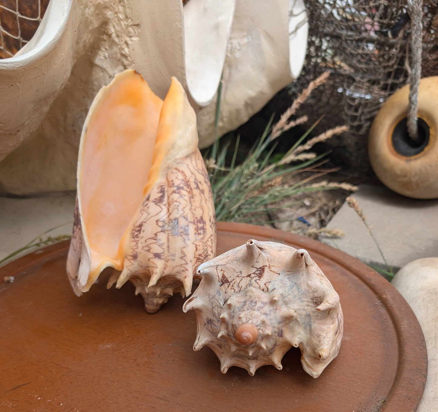 Imperial Volute Conch Shell Cymbiola imperialis