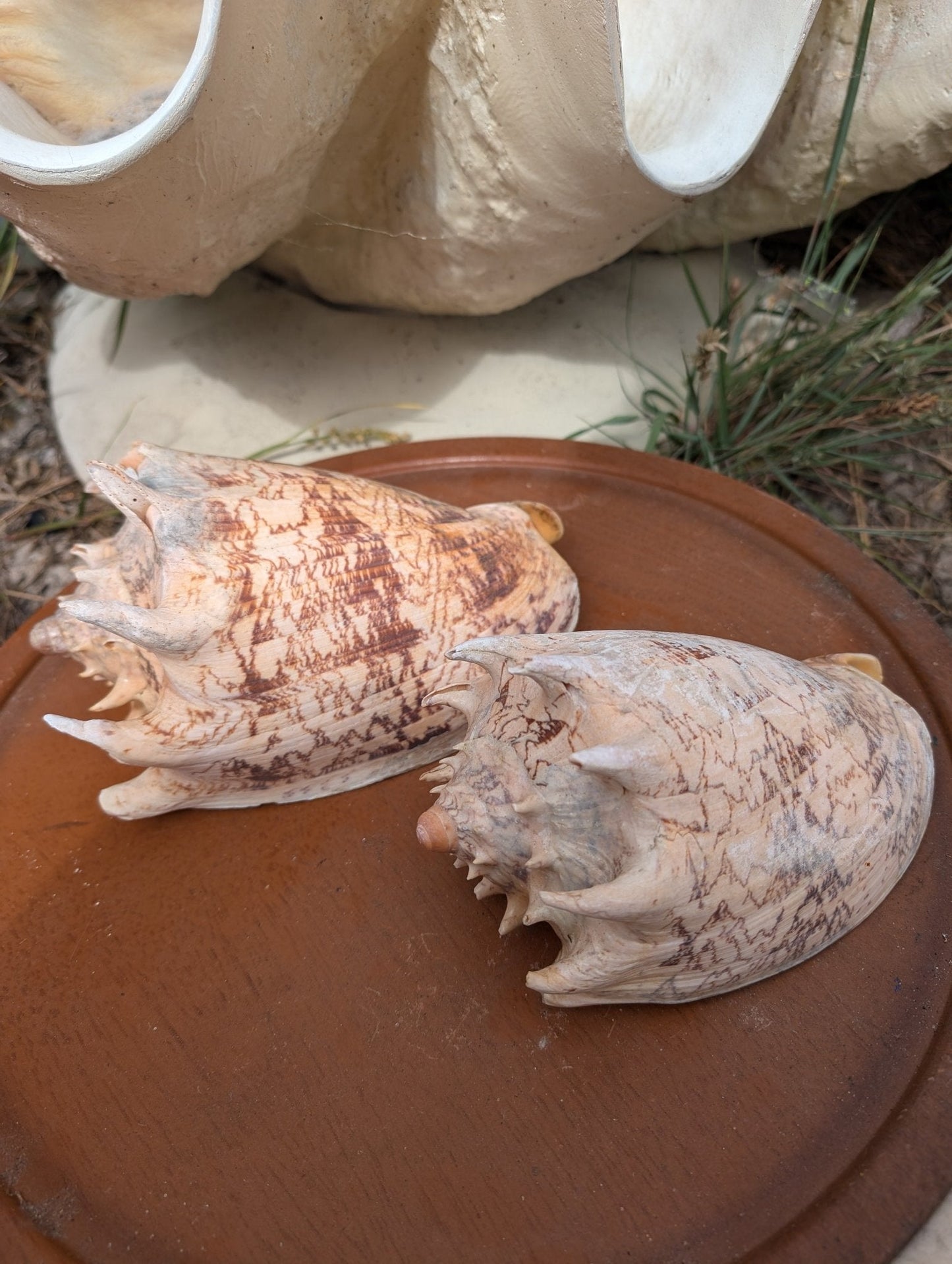 Imperial Volute Conch Shell Cymbiola imperialis