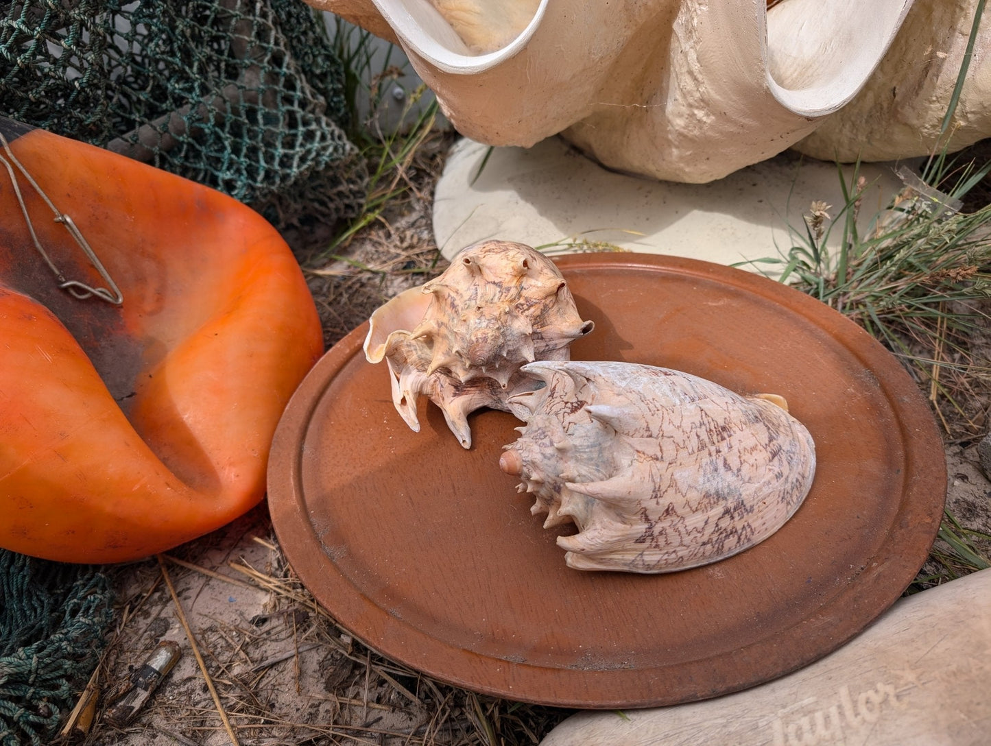 Imperial Volute Conch Shell Cymbiola imperialis