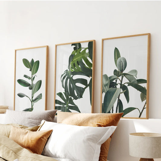 Tropical Monstera, Rubber Plant Botanical Set of 3  Prints.