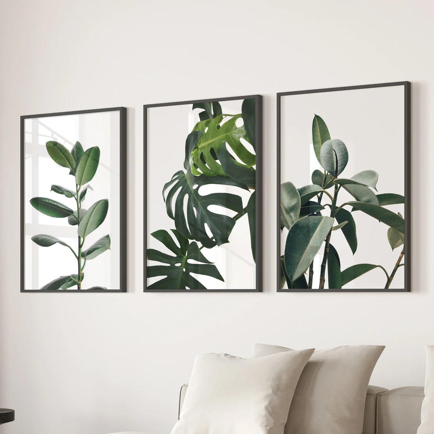 Tropical Monstera, Rubber Plant Botanical Set of 3  Prints.