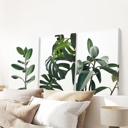 Tropical Monstera, Rubber Plant Botanical Set of 3  Prints.