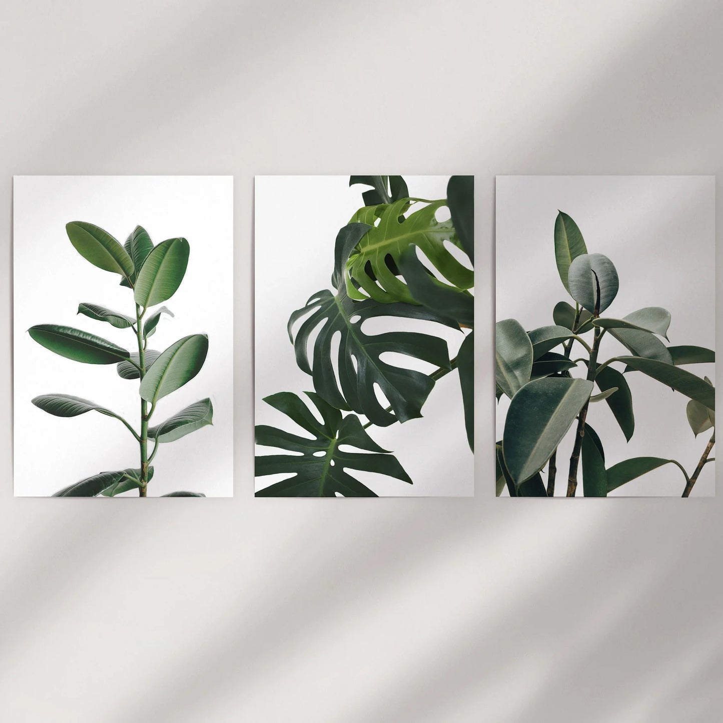 Tropical Monstera, Rubber Plant Botanical Set of 3  Prints.