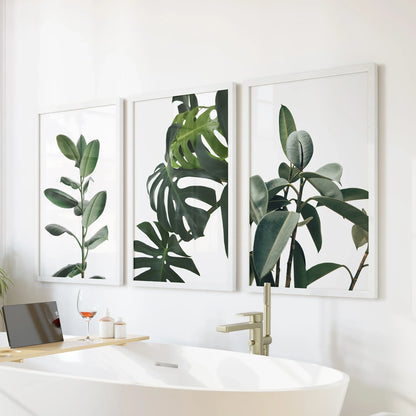 Tropical Monstera, Rubber Plant Botanical Set of 3  Prints.