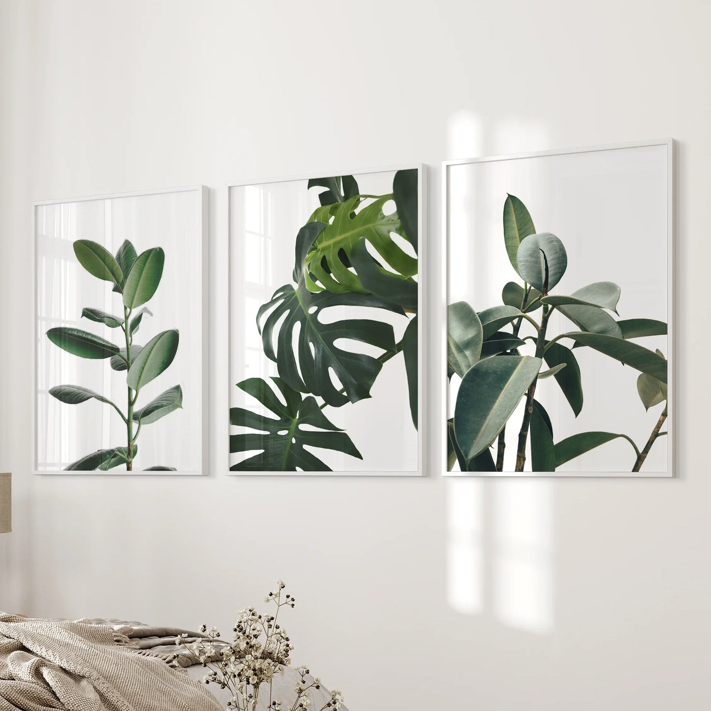 Tropical Monstera, Rubber Plant Botanical Set of 3  Prints.
