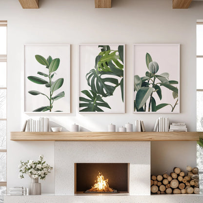 Tropical Monstera, Rubber Plant Botanical Set of 3  Prints.