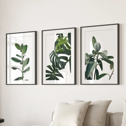 Tropical Monstera, Rubber Plant Botanical Set of 3  Prints.