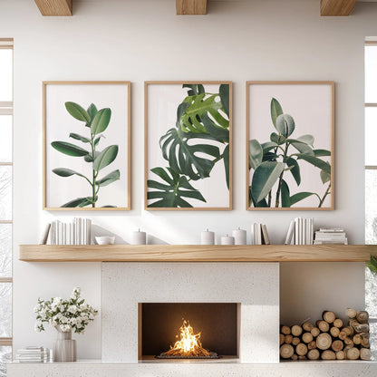 Tropical Monstera, Rubber Plant Botanical Set of 3  Prints.