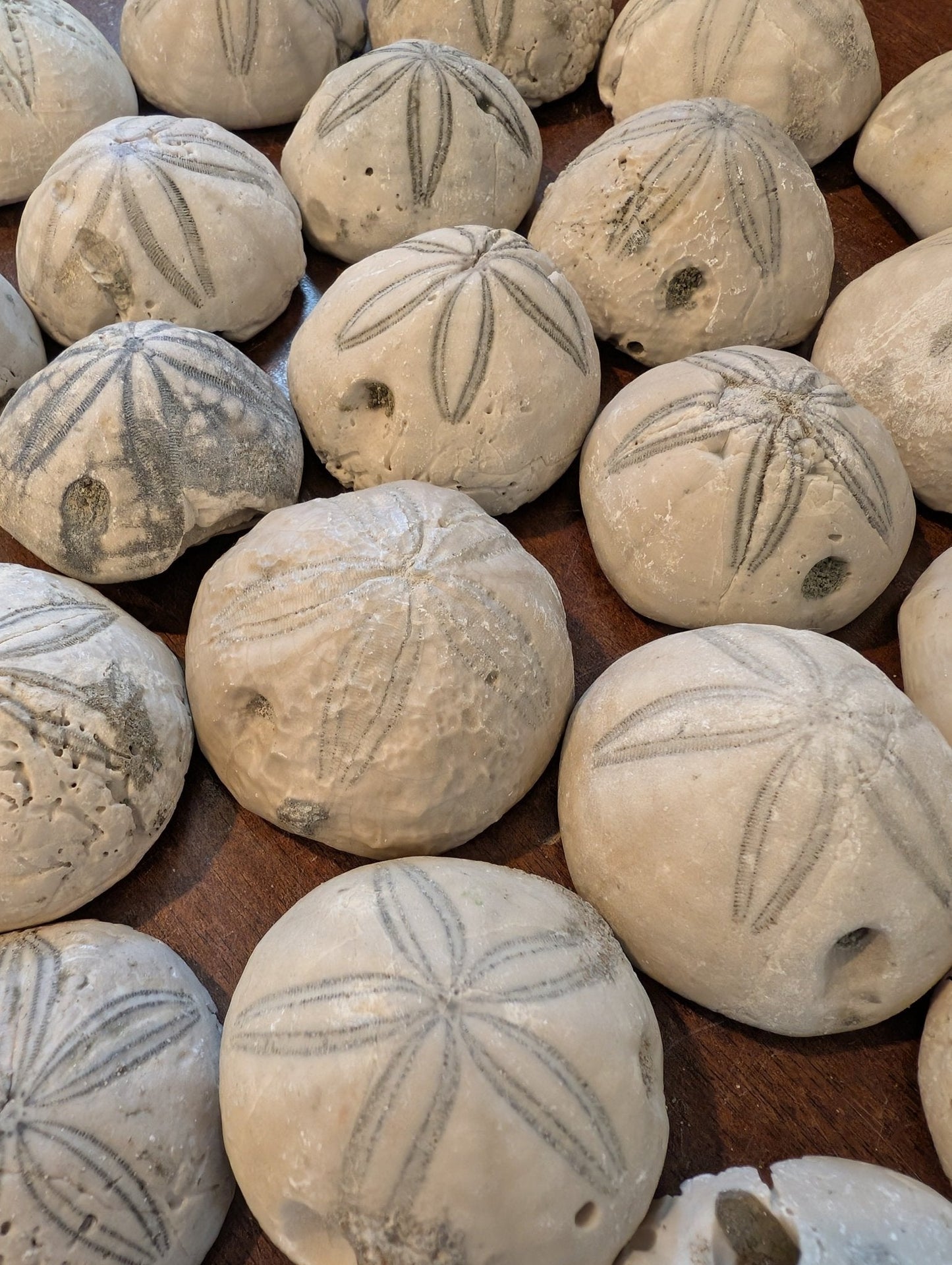 Sea Biscuit Fossil
