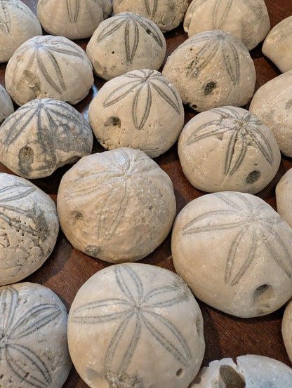 Sea Biscuit Fossil