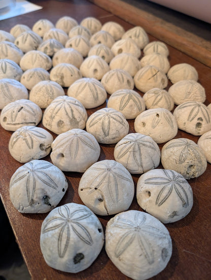 Sea Biscuit Fossil