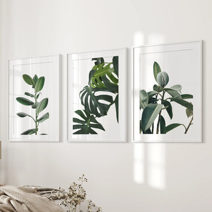 Tropical Monstera, Rubber Plant Botanical Set of 3  Prints.